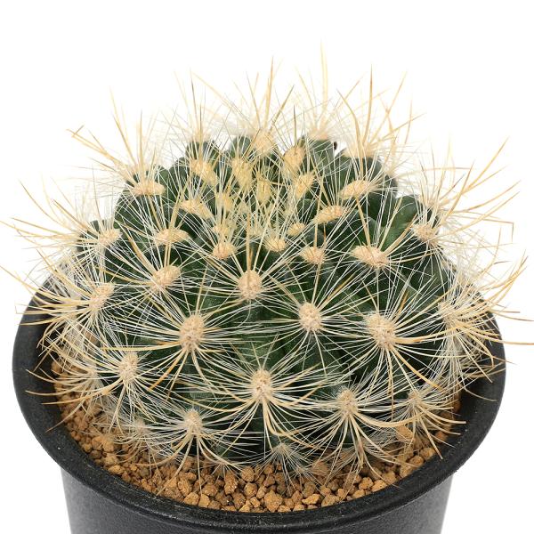 _gardening　_hachu　sfset　ガーデニング　サボテン・多肉植物　サボテン　ケレウス　セレウス　柱サボテン　綴化　all_plants　育て方　育成方法　栽培方法　観葉植物　Cereus　Variabilis　f.monst...