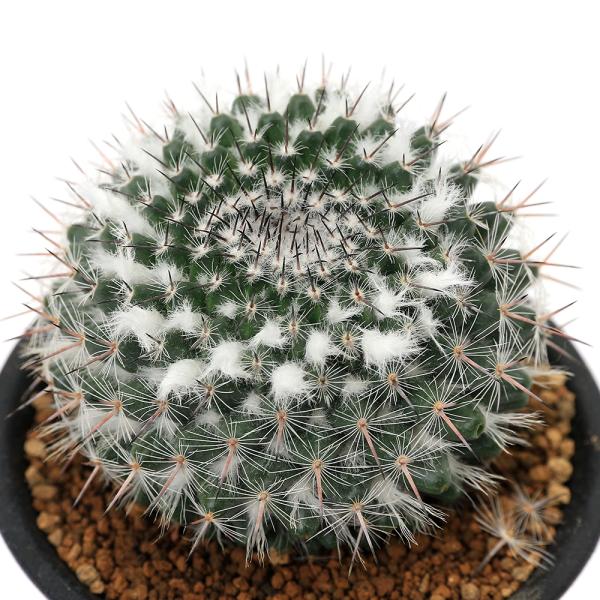 _kame　_gardening　_hachu　sfset　ガーデニング　サボテン・多肉植物　サボテン　ケレウス　セレウス　柱サボテン　綴化　all_plants　育て方　育成方法　栽培方法　観葉植物　Cereus　Variabilis　f...