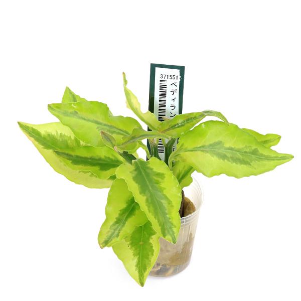 ガーデニング　観葉植物　ハイドロカルチャー　オアシス苗　all_plants　oasisnae　両爬向き植物　水耕栽培シリーズ　_gardening　育て方　育成方法　栽培方法　ぺディランサス　黄斑入り　Ｐｅｄｉｌａｎｔｈｕｓ　ｔｉｔｈｙｍ...