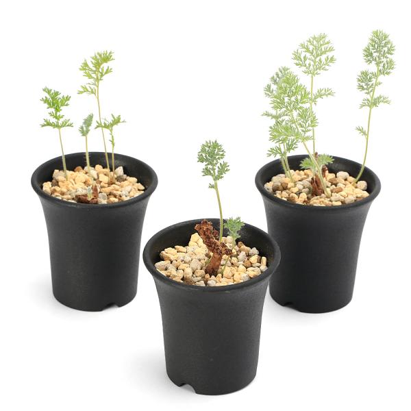 _gardening　_hachu　sfset　ガーデニング　サボテン・多肉植物　all_plants　育て方　bizarre_series　育成方法　栽培方法　観葉植物　塊根植物　コーデックス　ベアルート　Pelargonium　rknd...