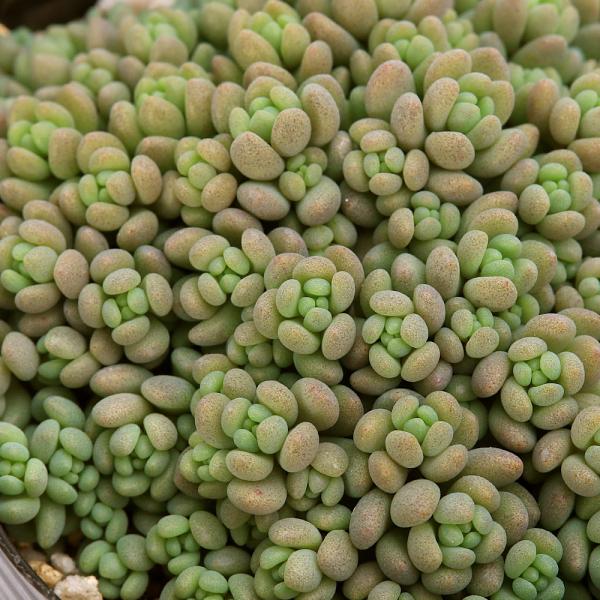 ガーデニング　観葉植物　多肉植物　セダム　育て方　育成方法　栽培方法　セダム　パープルヘイズ　Ｓｅｄｕｍ　ｓｐａｔｈｕｌｉｆｏｌｉｕｍ　Ｐｕｒｐｌｅ　Ｈａｚｅ　ベンケイソウ科　セダム属　toukihassouhuka　rknd　2025tu...