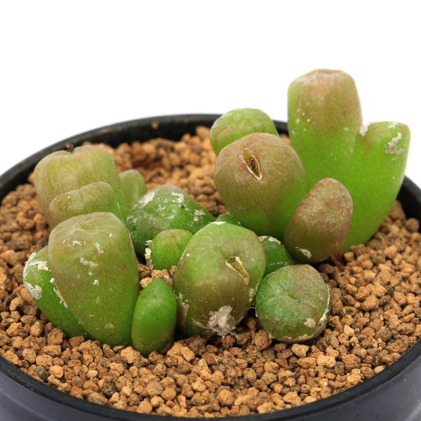 （観葉植物）　_kame　_hachu　ガーデニング　サボテン・多肉植物　メセン　コノフィッツム　コノフィツム　_gardening　育て方　育成方法　栽培方法　観葉植物　Ｃｏｎｏｐｈｙｔｕｍ　ｆｌａｖｕｍ　黄金玉　ハマミズナ科コノフィツム...