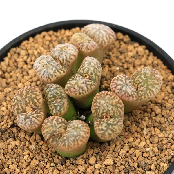 コノフィツム　ペルシダム　ネオハリー　Ｃｏｎｏｐｈｙｔｕｍ　ｐｅｌｌｕｃｉｄｕｍ　ｎｅｏｈａｌｌｉｉ　多肉植物　メセン類　多肉植物　育て方　rknd　2025tuuki　y25m12　toukihassouhuka