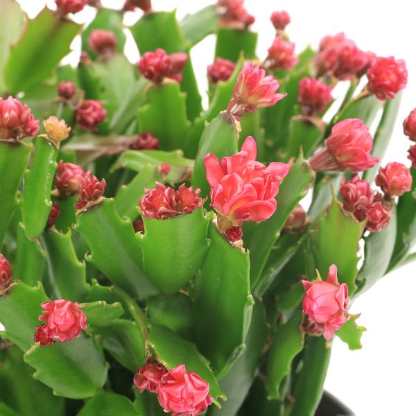 観葉植物）シャコバサボテン コンペイトウ 5号（1鉢）花色おまかせ