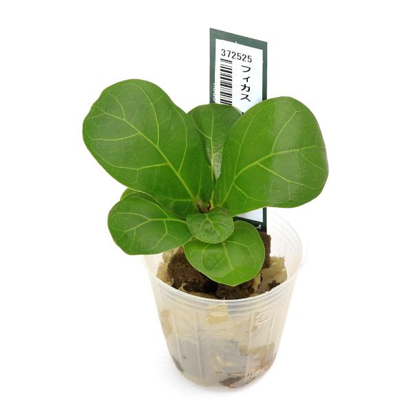 muryotassei_500_599　_gardening　ガーデニング　観葉植物　ハイドロカルチャー　オアシス苗　all_plants　oasisnae　両爬向き植物　オアシス苗単品　オアシス苗　Ficus　altissima　アルテシ...