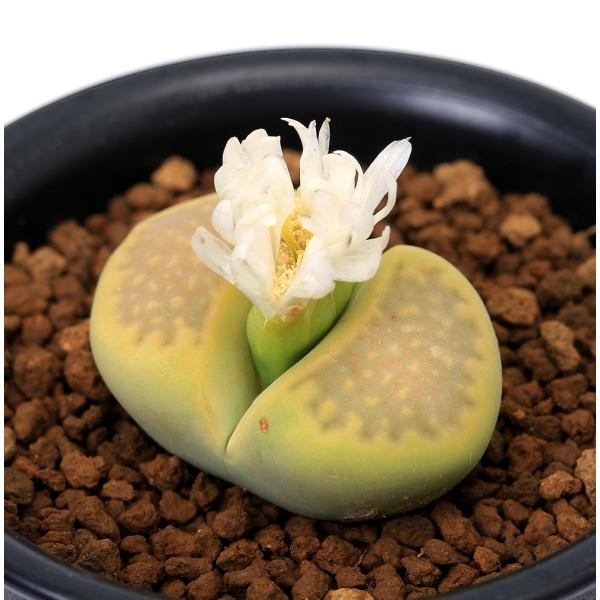 _hachu　_kame　ガーデニング　サボテン・多肉植物　リトープス　_gardening　育て方　育成方法　栽培方法　観葉植物　Ｌｉｔｈｏｐｓ　ｊｕｌｉｉ　ｖａｒ．　ｆｕｌｌｅｒｉ　opa2_delete　多肉　多肉植物　カクタス　シャ...