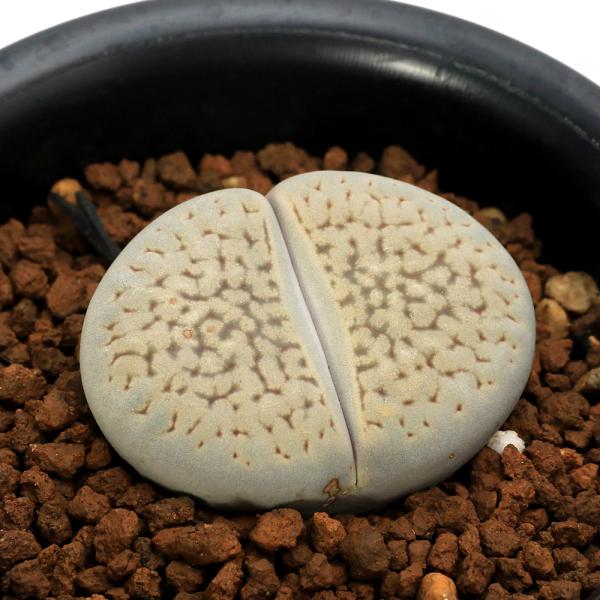 _hachu　_kame　ガーデニング　サボテン・多肉植物　リトープス　_gardening　育て方　育成方法　栽培方法　観葉植物　Ｌｉｔｈｏｐｓ　ｄａｐｈｎｅ　opa2_delete　多肉　多肉植物　カクタス　シャボテン　仙人掌　 y25...