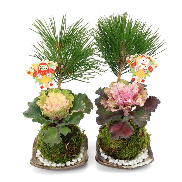 こけだま　苔玉　ガーデニング　コケ　苔　観葉植物　こけ玉　和　和風　侘び寂び　わびさび　Ｃbanner_kokedama　植物　植物生体　ガーデニング生体　育て方　育成方法　栽培方法　敬老の日　ハボタン　クロマツ　keirounohi　re...