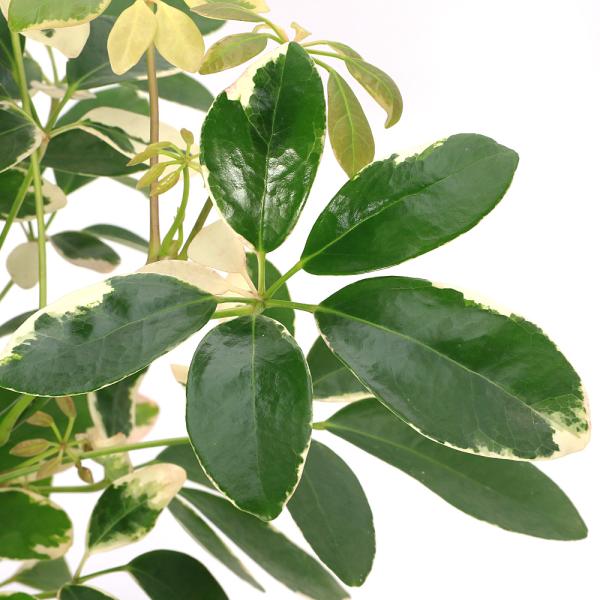 観葉植物　ガーデニング　ウコギ科　フカノキ属　シェフレラ属　Schefflera　arboricola　ヤドリフカノキ　シェフレラシリーズ　_gardening　4goukanyou_series　1　植物　植物生体　ガーデニング生体　育て...
