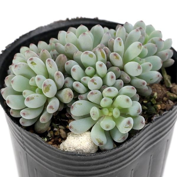 ガーデニング　観葉植物　多肉植物　セダム　育て方　育成方法　栽培方法 kisa 2025tuuki y25m12 グラプトペタルム　ブルービーン　Ｇｒａｐｔｏｐｅｔａｌｕｍ　ｐａｃｈｙｐｈｙｌｌｕｍ　ブルービーンズ