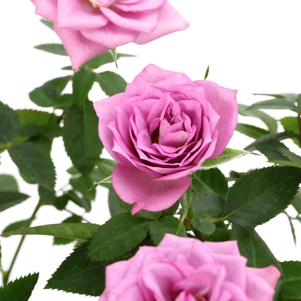 （観葉植物）　_gardening　ガーデニング　花　ミニバラ　バラ　薔薇　mathers_flower0410　ミニバラシリーズ　eilwpdqo99　夏植物大　roseitem_series　rosa_item　爛漫130316　育て方...