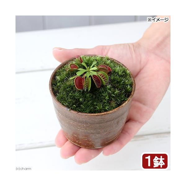 paludariumplants　パルダリウム　テラリウム　観葉植物　_gardening　園芸　ガーデニング　ビバリウム　アクアテラリウム　食虫植物　ディオネア　マスシプラ　Dionaea　muscipula　dionaea_pio　em...