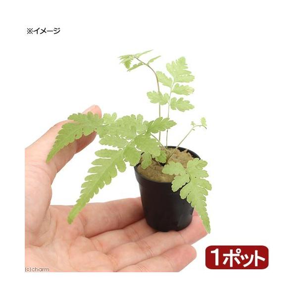 ieEjroEvc@܂V_AiP|bgj