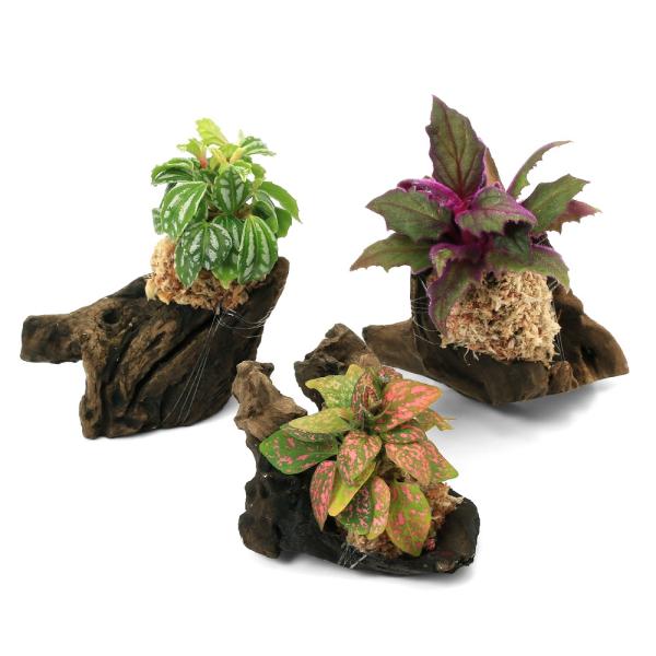 line2462terarium　_kame　_hachu　_gardening　観葉植物　園芸　ガーデニング　ビバリウム　アクアテラリウム　パルダリウム　両爬向き植物　着生植物　植物　植物生体　ガーデニング生体　育て方　育成方法　栽培方法...