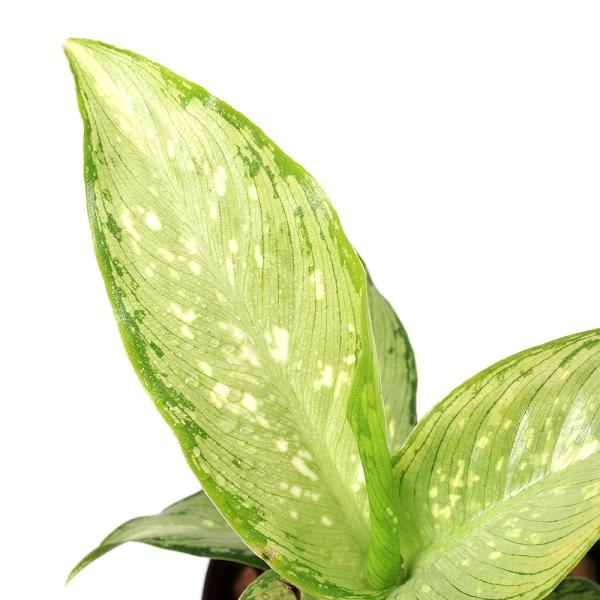 Dieffenbachia　ガーデニング　観葉植物　ハイドロカルチャー　ハイドロ苗　オアシス苗　oasisnae　両爬向き植物　水耕栽培シリーズ　ハイドロカルチャーシリーズ　ハイドロ苗９Φ　ビバリウム　アクアテラリウム　パルダリウム　育て方...