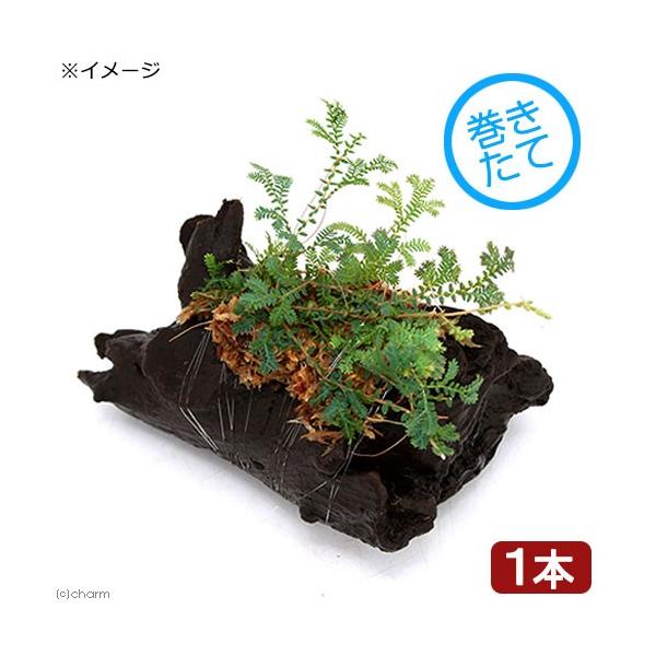 ieEjā@C{[t@t@؁iPTjiP{j