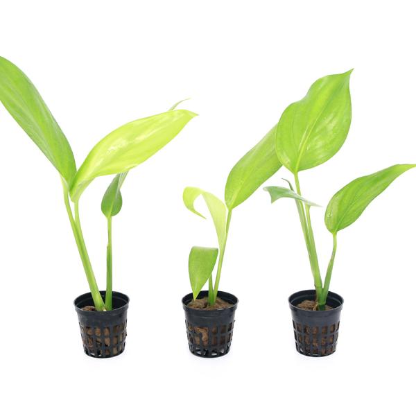 チャーム（charm） （テラリウム）ビバリウムプランツ ヤマサキカズラ