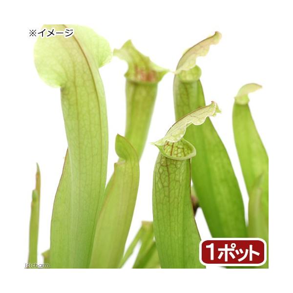 iHAjTZjA@tBftBA@QDT`RiP|bgjixԁj