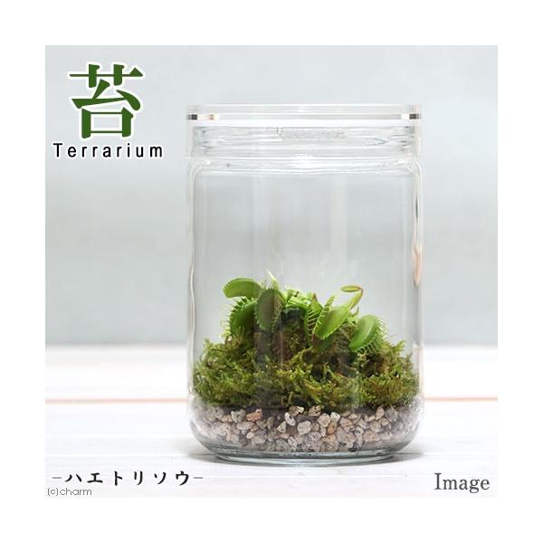 苔 テラリウム ガラス 植木 盆栽の人気商品 通販 価格比較 価格 Com