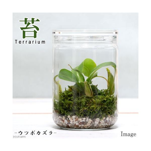 苔 盆栽 キットの人気商品 通販 価格比較 価格 Com