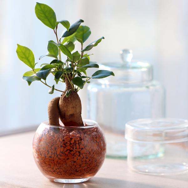 観葉植物　コケシリーズ　aquaterrarium　ガーデニング　インテリア　all_plants　両爬向き植物　ハイドロカルチャー　ビバリウム　アクアテラリウム　パルダリウム　ガラス　室内　おしゃれ　清潔　ガラスベース　水耕　ハイドロ　セ...