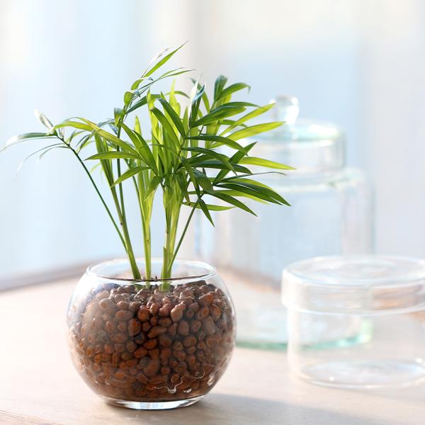 観葉植物　コケシリーズ　aquaterrarium　ガーデニング　インテリア　all_plants　両爬向き植物　ハイドロカルチャー　ビバリウム　アクアテラリウム　パルダリウム　ガラス　室内　おしゃれ　清潔　ガラスベース　水耕　ハイドロ　レ...