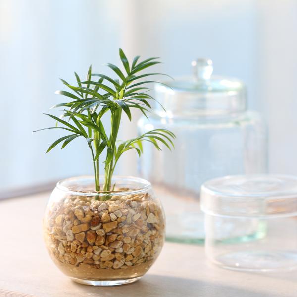 観葉植物　コケシリーズ　aquaterrarium　ガーデニング　インテリア　all_plants　両爬向き植物　ハイドロカルチャー　ビバリウム　アクアテラリウム　パルダリウム　ガラス　室内　おしゃれ　清潔　ガラスベース　水耕　ハイドロ　ゼ...