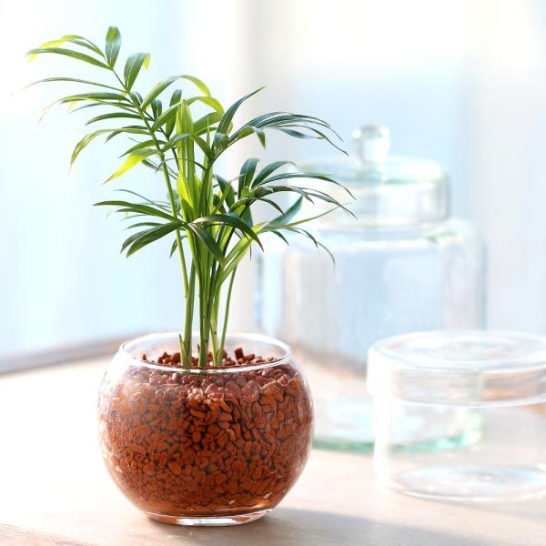 観葉植物　コケシリーズ　aquaterrarium　ガーデニング　インテリア　all_plants　両爬向き植物　ハイドロカルチャー　ビバリウム　アクアテラリウム　パルダリウム　ガラス　室内　おしゃれ　清潔　ガラスベース　水耕　ハイドロ　セ...