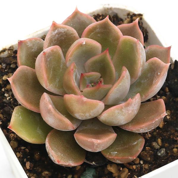 _interior　観葉植物　_gardening　_hachu　_kame　ガーデニング　サボテン・多肉植物　tanikuplapot_series　エケベリア　ベンケイソウ科エケベリア属　中米　中央アメリカ　メキシコ　北アメリカ南西部　...