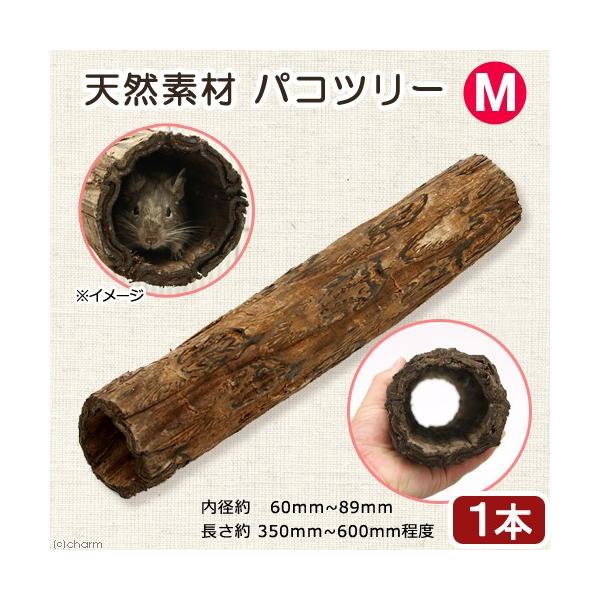 @@VRfނ̃gl@pRc[iV_̖؁j@lTCY@nX^[@V}X@fO[@K