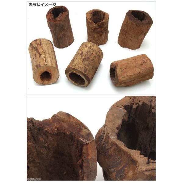 天然素材 形状おまかせ マングローブの木 ショート（長さ２００〜２５０ｍｍ 内径６０〜１００ｍｍ程度）  【】 