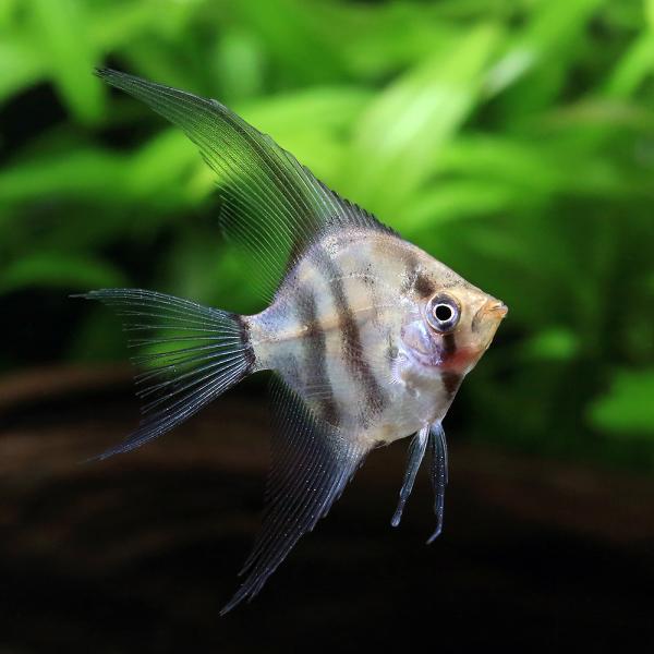 MV% 1点もの。エンゼルフィッシュ 熱帯魚）ダークレッドヘッドクラウンタイガーベールテールエンゼル