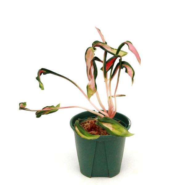 観葉植物）アグラオネマ メデューサ シワ葉 3．5号（1鉢