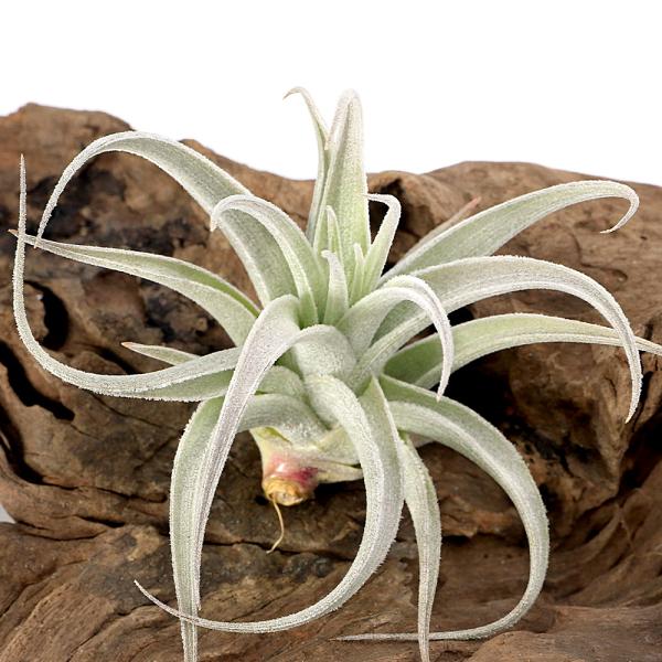 観葉植物）エアープランツ チランジア レクルビフォリア サブセク