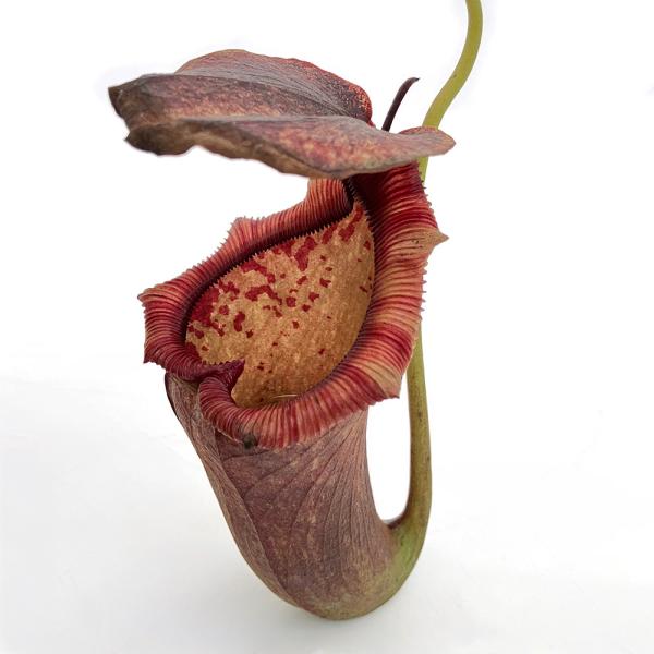 食虫植物）一点物 ウツボカズラ ネペンテス （ベントリコーサ×シブヤ