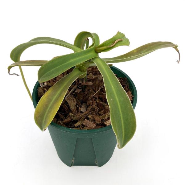 食虫植物）一点物 ウツボカズラ ネペンテス ボングソ 4号（1鉢