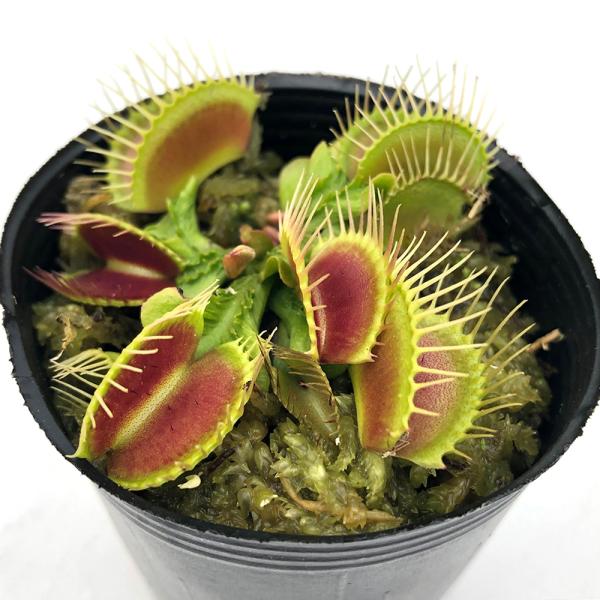 食虫植物）ハエトリソウ トライクターファーレ 2号（1ポット