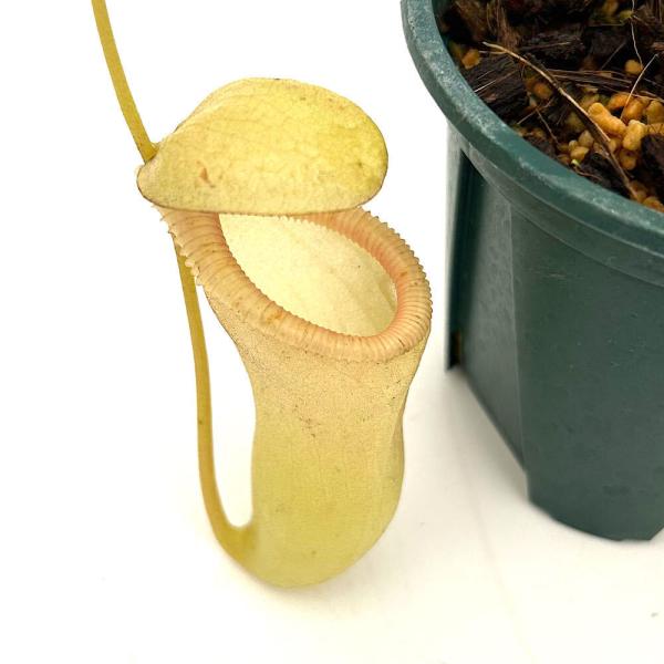 食虫植物）ウツボカズラ ネペンテス（ベントリコーサ×シブヤンエンシス