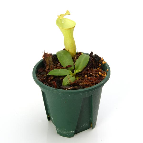 食虫植物）一点物 ウツボカズラ ネペンテス カンパニュラータ 2．5号