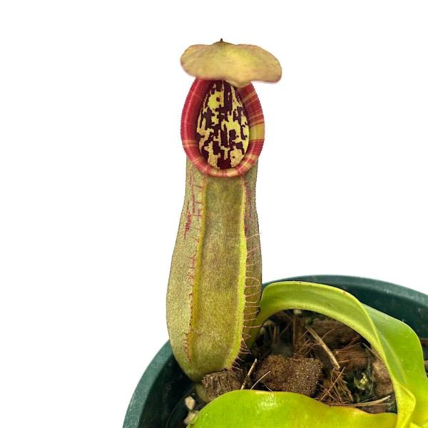 食虫植物）ウツボカズラ ネペンテス （ラジャ×ビーチ）×ノーシアナ 2