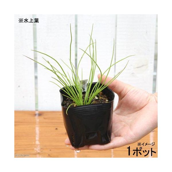 _aqua　_gardening　金魚・メダカ　ビオトープ　ウォーターガーデン　水辺植物　水生植物　オーナメンタルグラス　線形状　ガーデニング　その他水辺植物　all_plants　水辺0601　bio_130715　ミズニラ　ＮＫＢ　20...