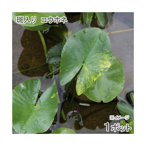 _aqua　_gardening　ビオトープ　ガーデニング　水辺植物all_plants　20140619　ＹＳ　植物　植物生体　ガーデニング生体　育て方　育成方法　栽培方法　039_list　Ｎｕｐｈａｒ　ｊａｐｏｎｉｃｕｍ　スイレン科　...