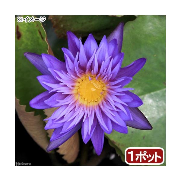 irIg[vj@@Mѐ@iXCjij@ANVXiP|bgjixԁj