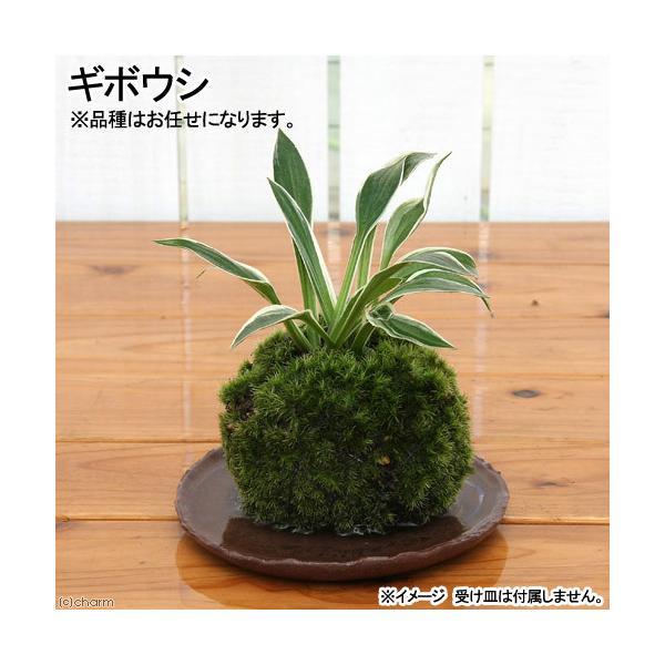 i~́jۋʁ@M{EViPj@ϗtA@RPʁixԁj