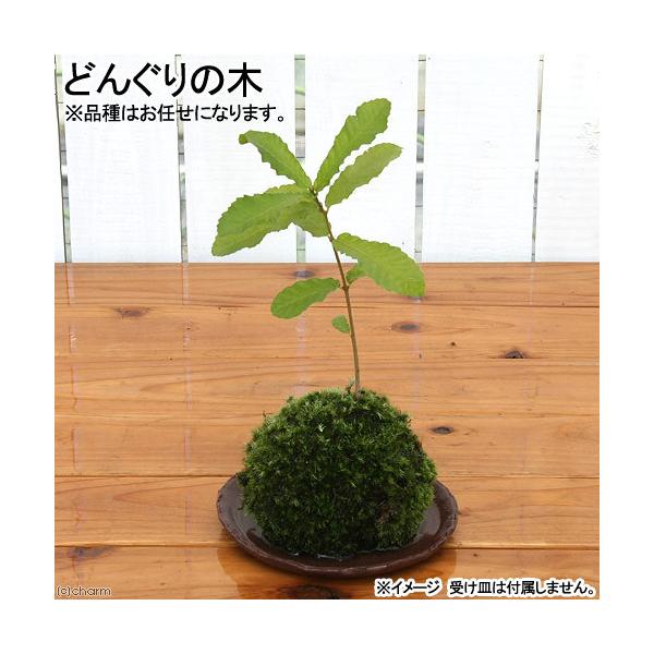 植木 盆栽 どんぐり+の+木の人気商品・通販・価格比較 - 価格.com