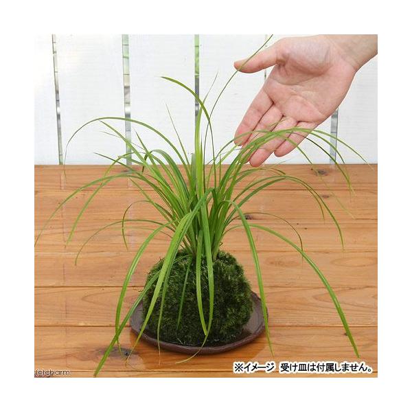 盆栽 苔玉 シペルスヘルフェリー １個 観葉植物 コケ玉 休眠株 Buyee Buyee 日本の通販商品 オークションの代理入札 代理購入
