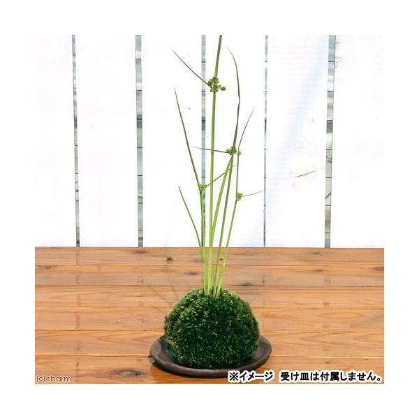 i~́jۋʁ@JcOTiPj@ϗtA@RPʁixԁj