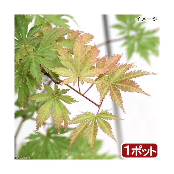 �i�~�́j���~�W�@��|�b�g�@�A���A�h�l�@�S�`�U���i�P���j�����s�i�x����ԁj