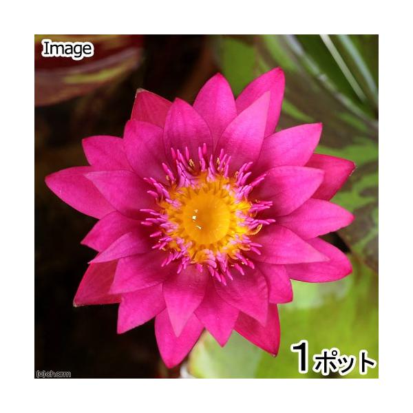 irIg[vj@@Mѐ@iXCjij@hX@zg@c@giP|bgjiJSjixԁj