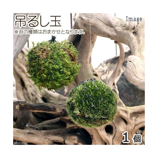 i~́j~jۋʁ@݂邵ʁiPj@ϗtA@RP